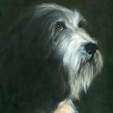 Bearded Collie