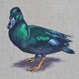 Duck Black East India