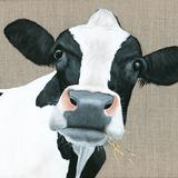 Cow - Bessie