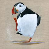 Puffin Dancing