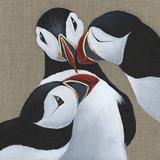 Puffins - Gossiping