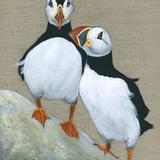 Puffins 'The Secret'