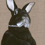 Rabbit - The General