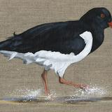 Oystercatcher