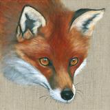 Red Fox