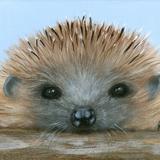 hedgehog called Freddie