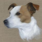 Jack Russell