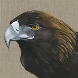 Golden Eagle