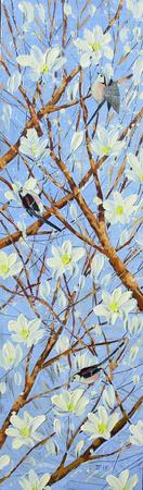 Longtailed tits in magnolia blossom