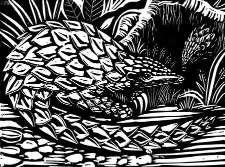 Pangolin