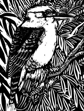 Kookaburra