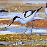 AVOCETS