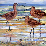 CURLEWS