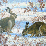 HARES IN WINTER
