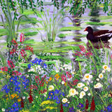 3. Moorhen