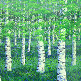 10. BIRCHES IN SPRING