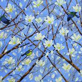 Blue tits in Magnolia blossom