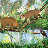 Coati in the Jungle. 
