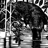 Platypus with Attitude