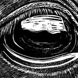The Eye of the Horse