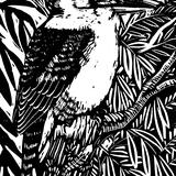 Kookaburra