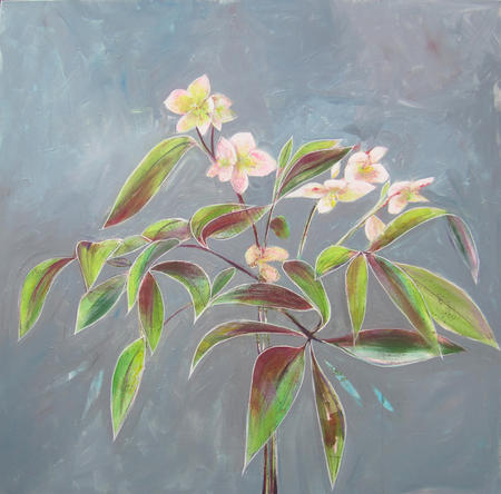 Helleborus Silver Moon