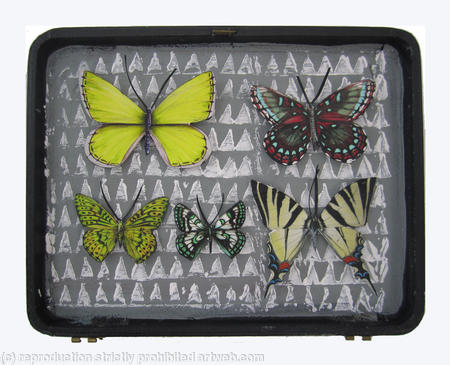 Mauris Papiliones x5 #36