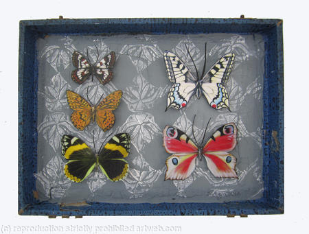 Mauris Papiliones x5 #33