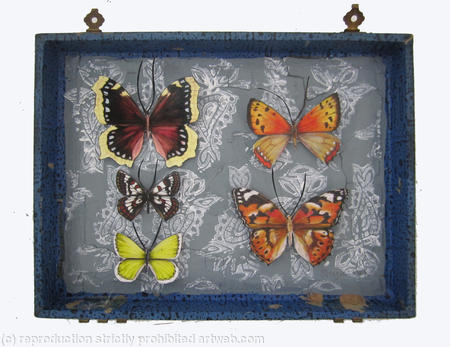 Mauris Papiliones x5 #37