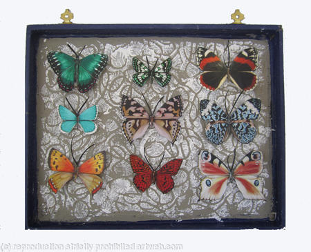 Mauris Papiliones x9 #45