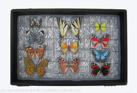 Mauris Papiliones x 11#27