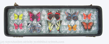 Mauris Papiliones x10 #42