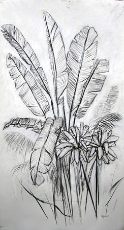Banana Palm Study