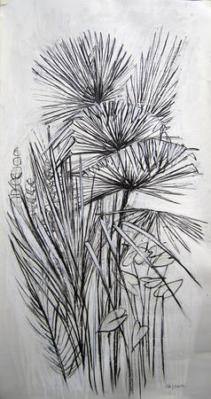 Fan Palm Study