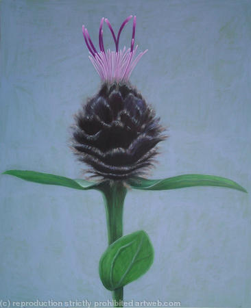 knapweed