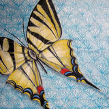 Swallowtail 2 
