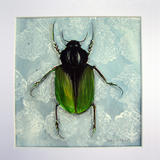 Green And Black Bug