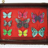 Mauris Papiliones x8 #20