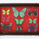 Mauris Papiliones x9 #31