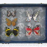 Mauris Papiliones x5 #33