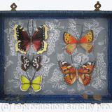 Mauris Papiliones x5 #37