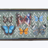 mauris Papiliones x8 #43