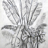 Banana Palm Study