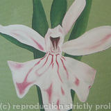 Common Spotted Orchid