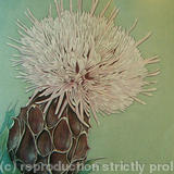 Thistle