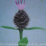 knapweed