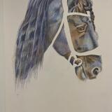Horse2