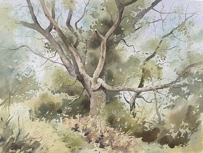 Ash on the dog walk.