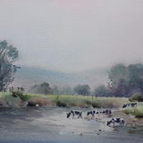 Cows on the river Wye