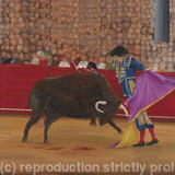 Matador